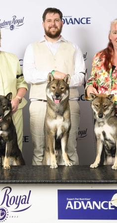 Shikoku for sale by KANTAROSOU