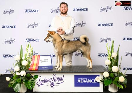 Shikoku for sale by KANTAROSOU