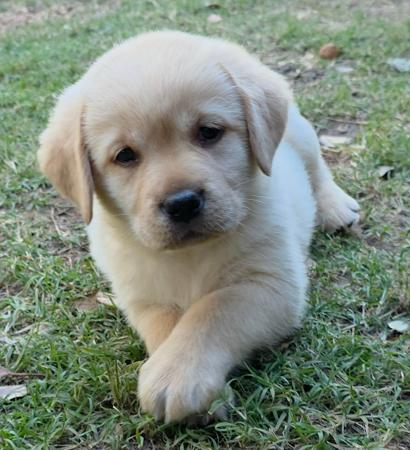 Labrador Retriever puppy for sale by YRLYLAB