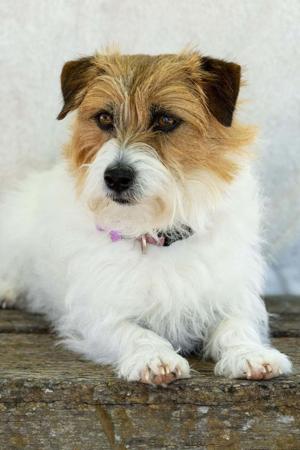 Jack Russell Terrier puppy for sale by ROUKENGLEN