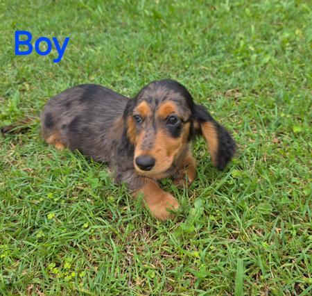 Dachshund (Long Haired) for sale by TOWERSTREET1961