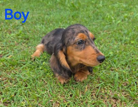 Dachshund (Long Haired) for sale by TOWERSTREET
