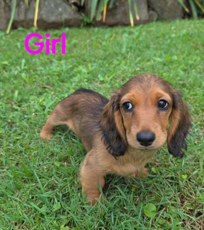 Dachshund (Long Haired) for sale by TOWERSTREET