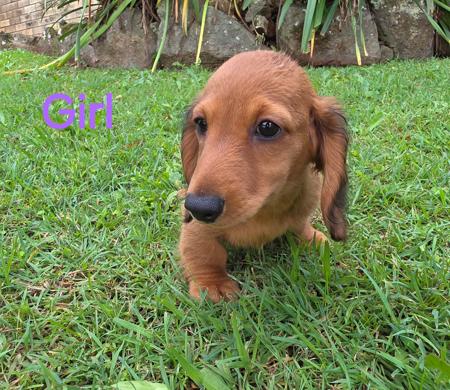 Dachshund (Long Haired) for sale by TOWERSTREET