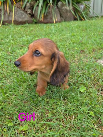 Dachshund (Long Haired) for sale by TOWERSTREET