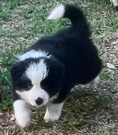 Border Collie puppy for sale by PERRIOAK