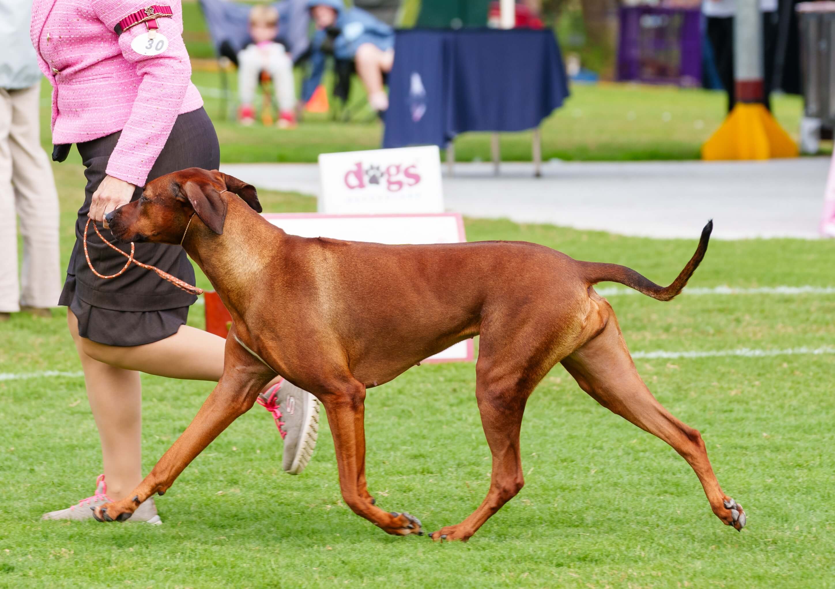 Aust. Ch. Rockridges Gold from Chilolo Rhodesian Ridgeback - Owned by ...
