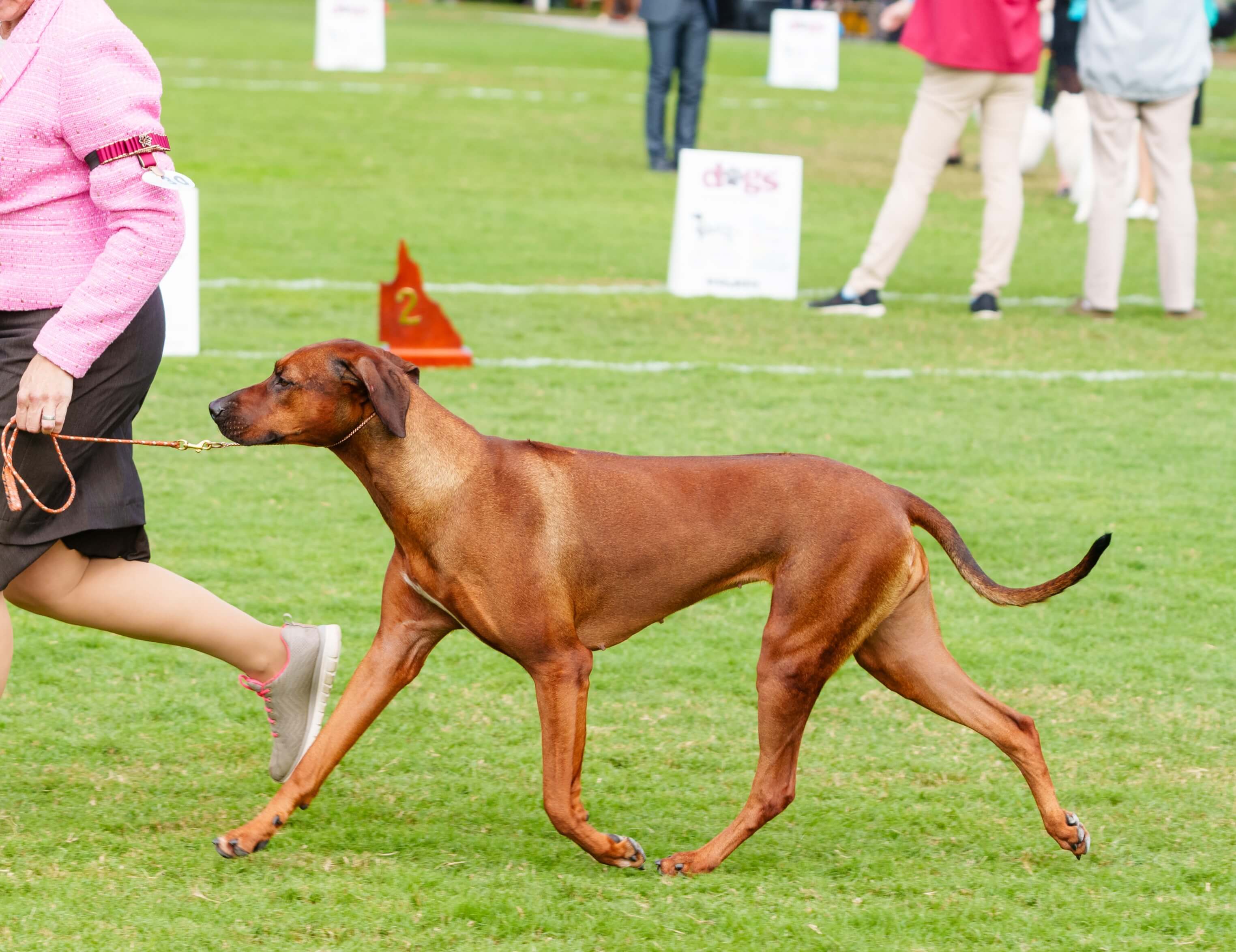 Aust. Ch. Rockridges Gold from Chilolo Rhodesian Ridgeback - Owned by ...