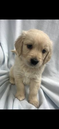 Golden Retriever puppy for sale by RIVAJAZZ