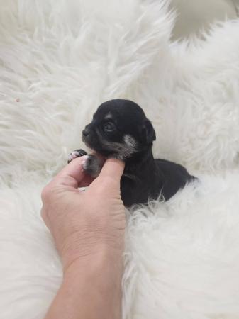 Chihuahua (Smooth Coat) puppy for sale by BULTOYRES