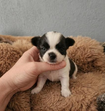 Chihuahua (Long Coat) puppy for sale by BULTOYRES