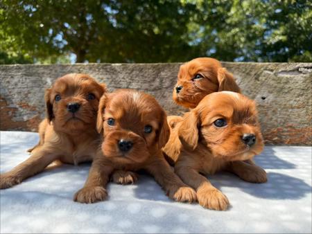 Cavalier King Charles Spaniel puppy for sale by ENGLISHFLAIR