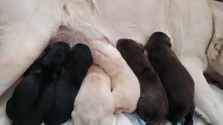 Labrador Retriever puppy for sale by LILLABS