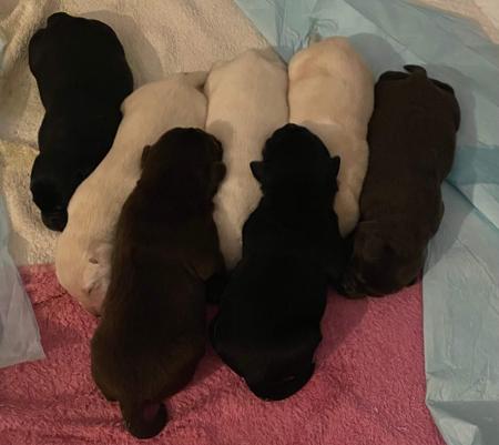 Labrador Retriever puppy for sale by LILLABS