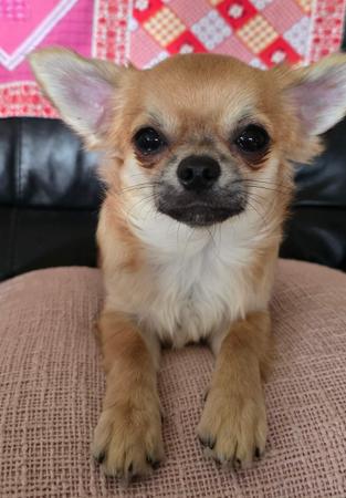 Chihuahua (Long Coat) puppy for sale by CHEEKYCHI