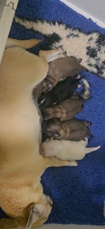 Chihuahua (Long Coat) puppy for sale by CHEEKYCHI