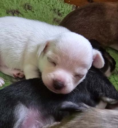 Chihuahua (Long Coat) puppy for sale by CHEEKYCHI