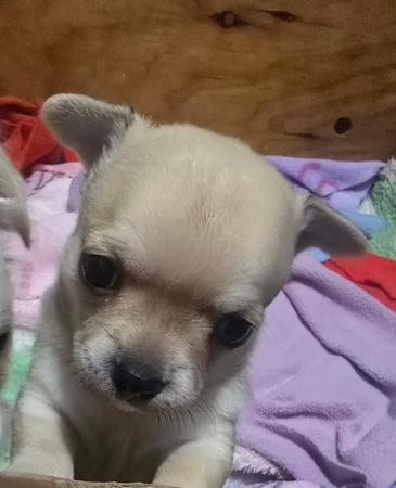 Chihuahua (Smooth Coat) puppy for sale by CHEEKYCHI