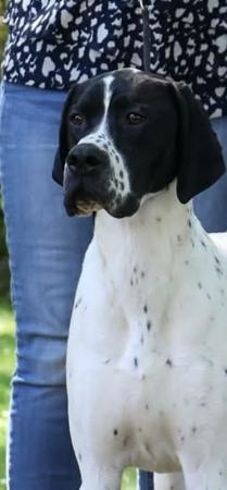 AM CH Southern Manners Maketh The Man @ Arista JH (IMP USA) Pointer