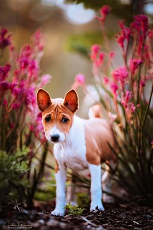 Basenji for sale by MAASENJI