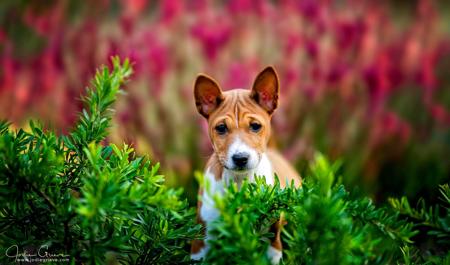 Basenji for sale by MAASENJI