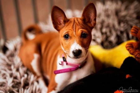 Basenji for sale by MAASENJI