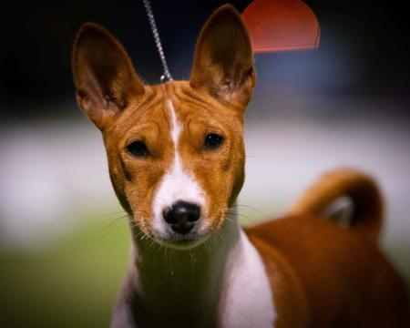 Basenji for sale by MAASENJI