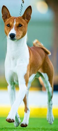 Basenji for sale by MAASENJI
