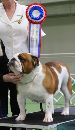 British Bulldog for sale by BEWTIFULBUL