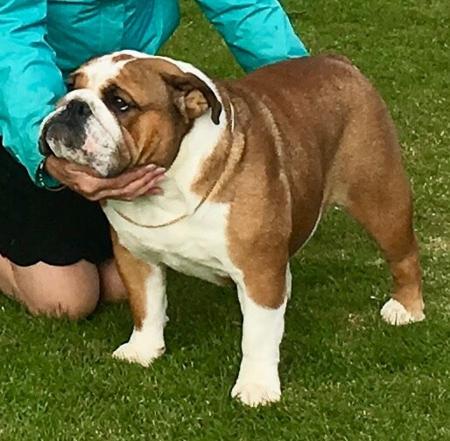 British Bulldog for sale by BEWTIFULBUL