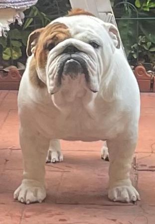 British Bulldog for sale by BEWTIFULBUL