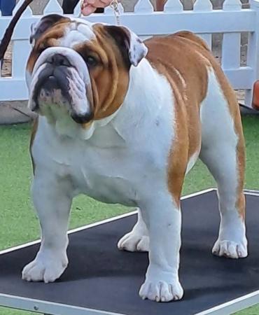British Bulldog for sale by BEWTIFULBUL