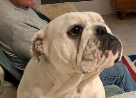 British Bulldog for sale by BEWTIFULBUL