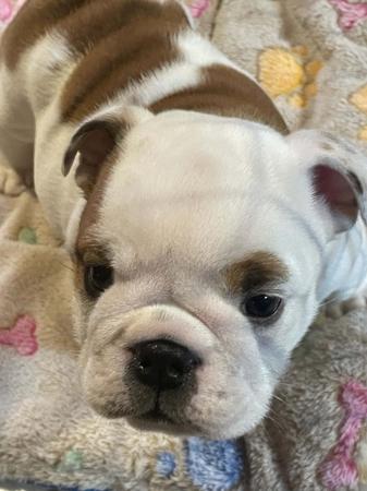 British Bulldog puppy for sale by BEWTIFULBUL