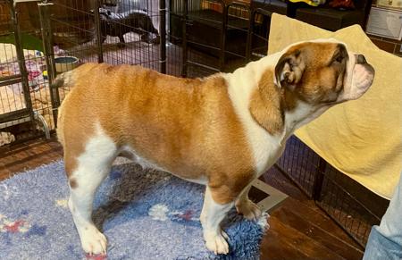 British Bulldog puppy for sale by BEWTIFULBUL