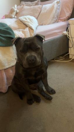 Staffordshire Bull Terrier for sale by LUSCHANI