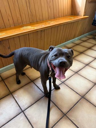 Staffordshire Bull Terrier for sale by LUSCHANI