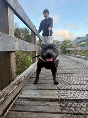 Staffordshire Bull Terrier for sale by LUSCHANI