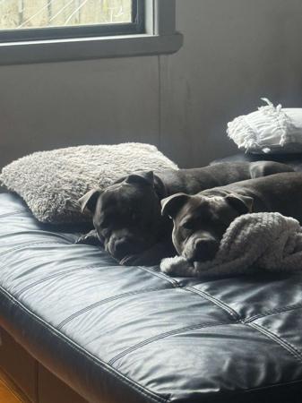 Staffordshire Bull Terrier for sale by LUSCHANI