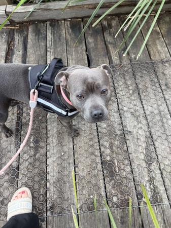 Staffordshire Bull Terrier for sale by LUSCHANI