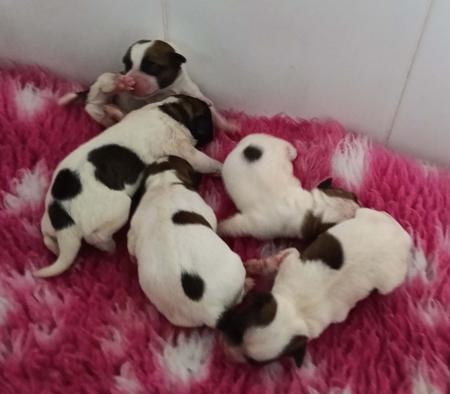 Jack Russell Terrier puppy for sale by BATTLESTAR