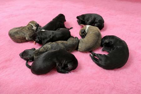 Whippet puppy for sale by ANATAWHIPPETS