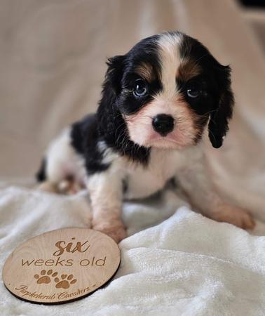 Cavalier King Charles Spaniel for sale by PURPLECHERUB