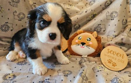 Cavalier King Charles Spaniel for sale by PURPLECHERUB