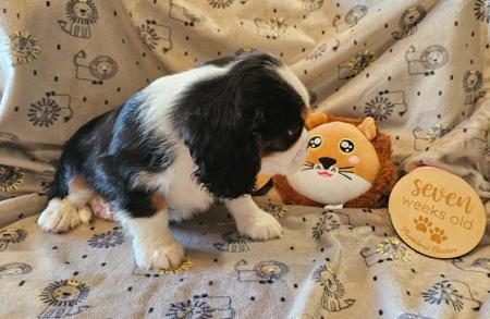 Cavalier King Charles Spaniel for sale by PURPLECHERUB