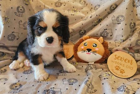 Cavalier King Charles Spaniel for sale by PURPLECHERUB