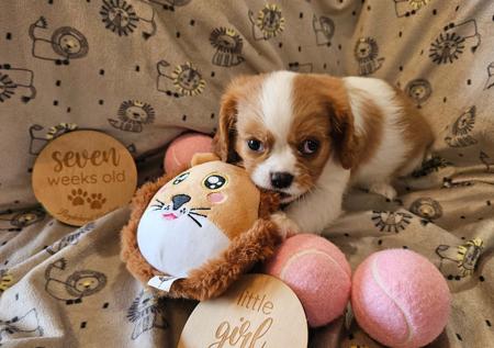Cavalier King Charles Spaniel for sale by PURPLECHERUB