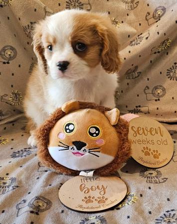 Cavalier King Charles Spaniel for sale by PURPLECHERUB