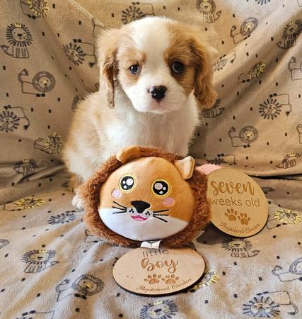 Cavalier King Charles Spaniel for sale by PURPLECHERUB