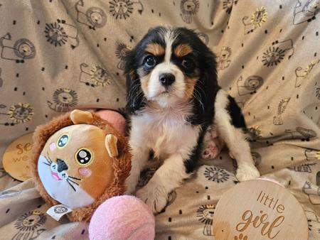 Cavalier King Charles Spaniel for sale by PURPLECHERUB